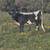 Miniature Bull Calf 1 thumbnail