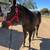 Gelding 5 thumbnail