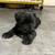 Mini schnauzers 1 thumbnail