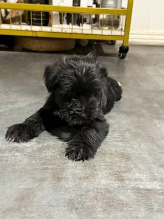Mini schnauzers 1