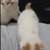 Persian kitten 4 thumbnail