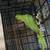 Indian ringnecks beautiful colors 3 thumbnail