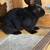 Rabbits 2 thumbnail