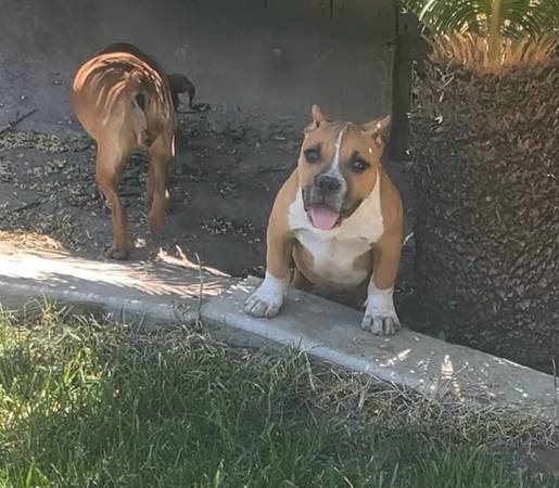 Bully pup 1