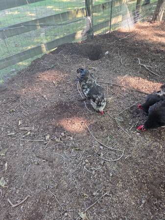 Two healthy back yard rooster 1
