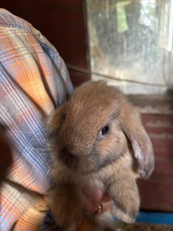 Bunnies 1