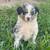 Border collie pups 1 thumbnail