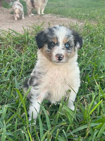 Border collie pups 1