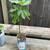 Celeste Fig Tree Live Plant 3 thumbnail