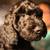 Goldendoodle Pups 20 thumbnail