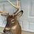 White Tail Deer Shoulder Mount 6 thumbnail