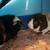 Guinea pigs male bonded pair 1 thumbnail
