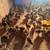 Just got more in Guinea Keets 3 thumbnail