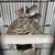 Conures and zebra finch need a new home 3 thumbnail