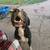 Found dog 3 thumbnail