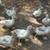 Muscovy Ducks 9 thumbnail