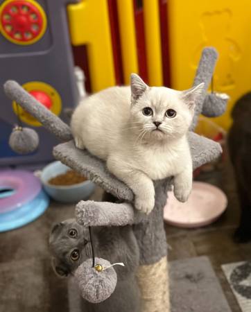 TICA Reg. Blue Point Scottish Straight Male Kitten (Katy)63859316143745120