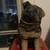 SANDICAST GERMAN SHEPHARD SCULTURE 2 thumbnail