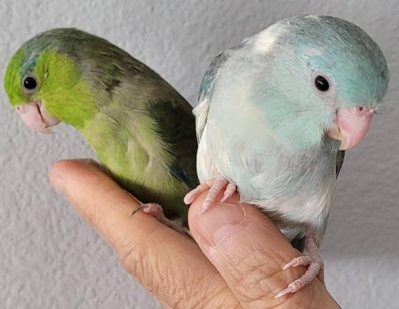 Tame Baby Parrotlets (gilroy)63862000740225122