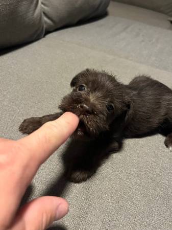 Cachorros Schnauzer (Elmendorf)63372789741187121