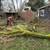 Tree removal and yard clean up 21 thumbnail