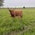 Highland Cow 2 thumbnail