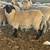 Valais Blacknose 4 thumbnail
