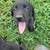 Lab pups 4 thumbnail
