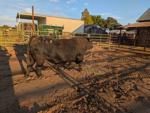 Registered angus bulls 1