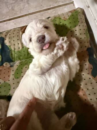 Poodle puppies ready for rehoming 1