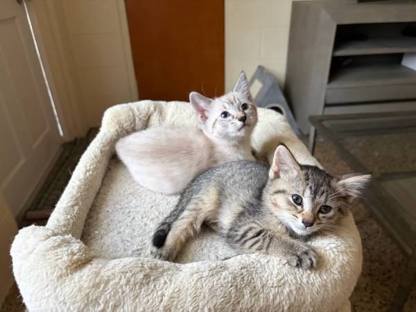 3 Sweet 8-Week-Old Kittens Looking for Loving Forever Homes (Orlando) 1