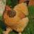 Buff Brahma Chicks 3 thumbnail