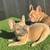 French Bulldogs 4 thumbnail