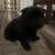 Chow Chow pup 2 thumbnail