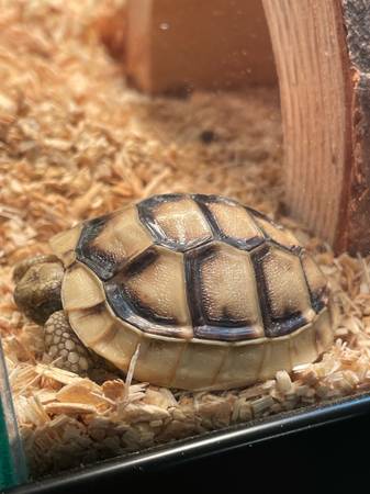 Marginated tortoise (Livermore)63862001414019123