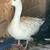 Sebastopol Goslings (Geese Babies) 2M/3F 4 thumbnail