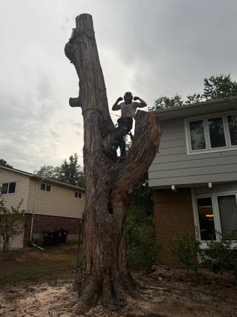 Arborist 1
