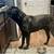 Cane Corso Pups 3 thumbnail