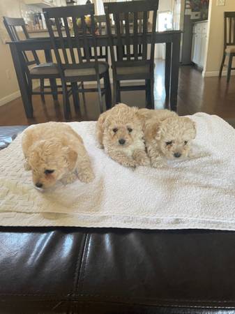 malitpoo puppies 1