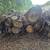 Wood 4 thumbnail
