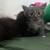 Kittens for sale 10 thumbnail