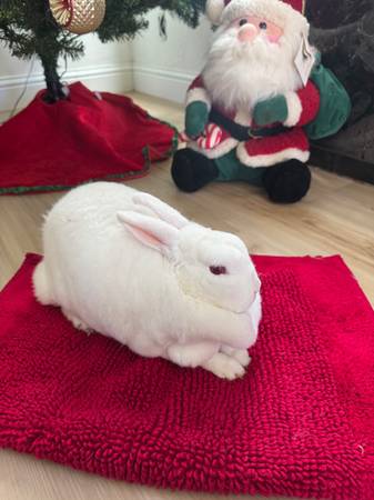 Beautiful Mini Rex Rabbits 1