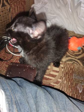 5 weeks old male kitten 100$ (Bronx)63875423444867121