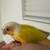 Green Cheek Conure 4 thumbnail