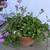 Ivy geranium (blizzard blue) in an old terracotta pot 1 thumbnail