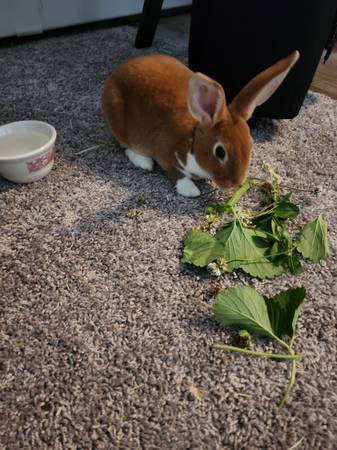Macho mini Rex de 13 semanas63670037354497120