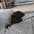 Near Niles Lost Cat 2 thumbnail