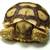 New reptile shipment!!-LOOK!! 7 thumbnail