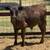 Bull calves 1 thumbnail