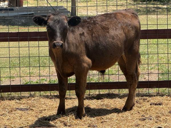 Bull calves 1